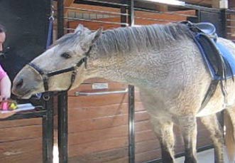  Horse Birthday Cake 