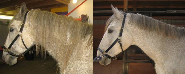 horse_mane_trim