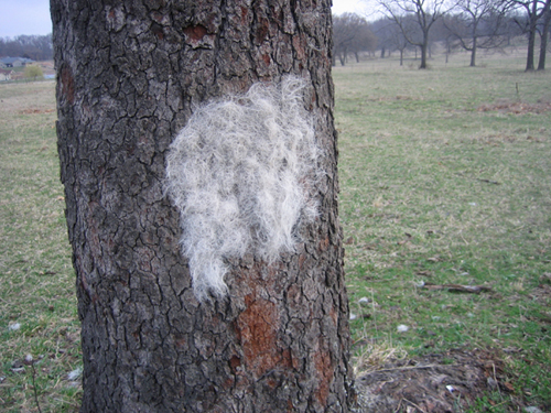 horse_tree_bark