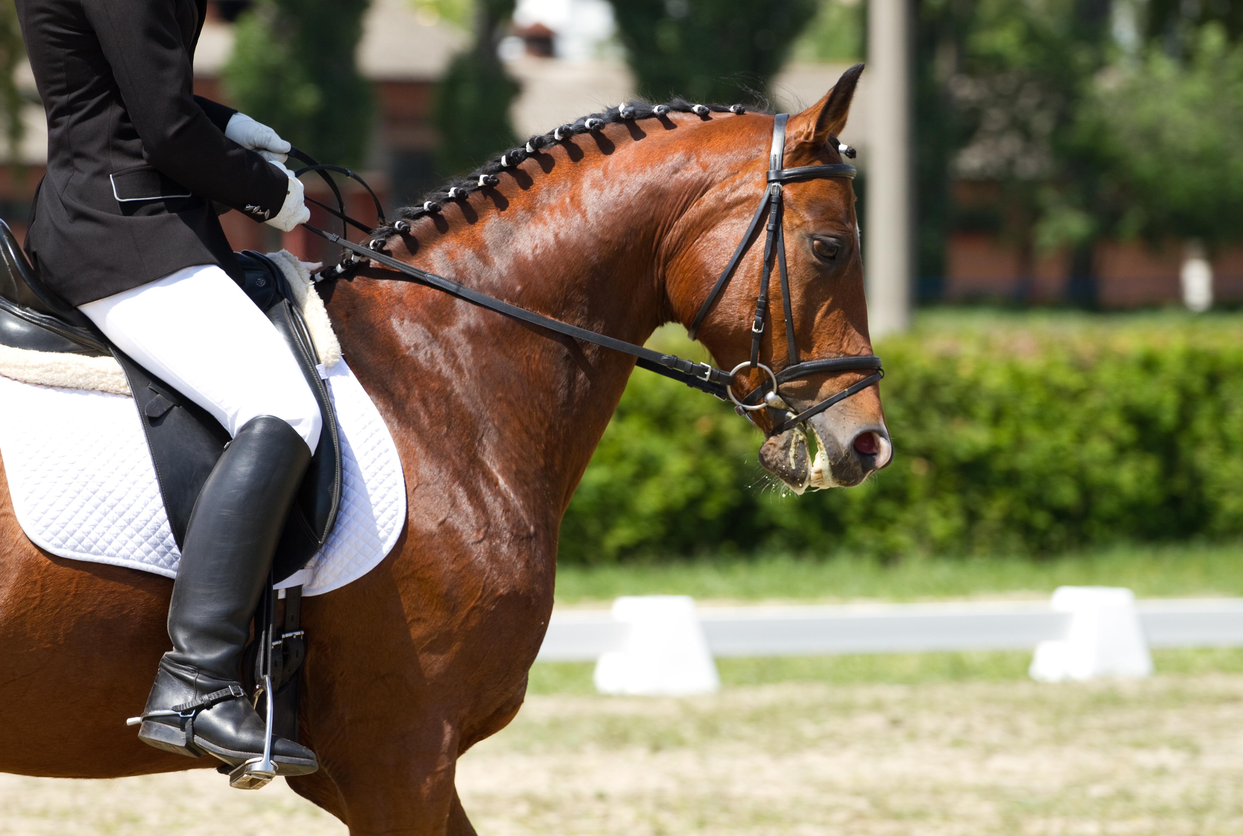 What Is Equitation Judged On